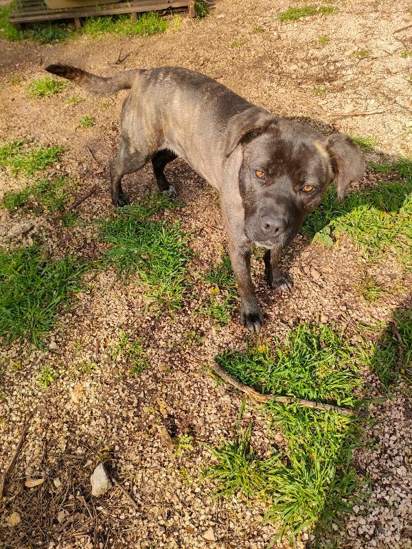 Reina - Quasi 2 Anni (nata indicativamente il 6 Ottobre 2023)  - Mix Cane Corso  - Taglia: Media   Foto 8